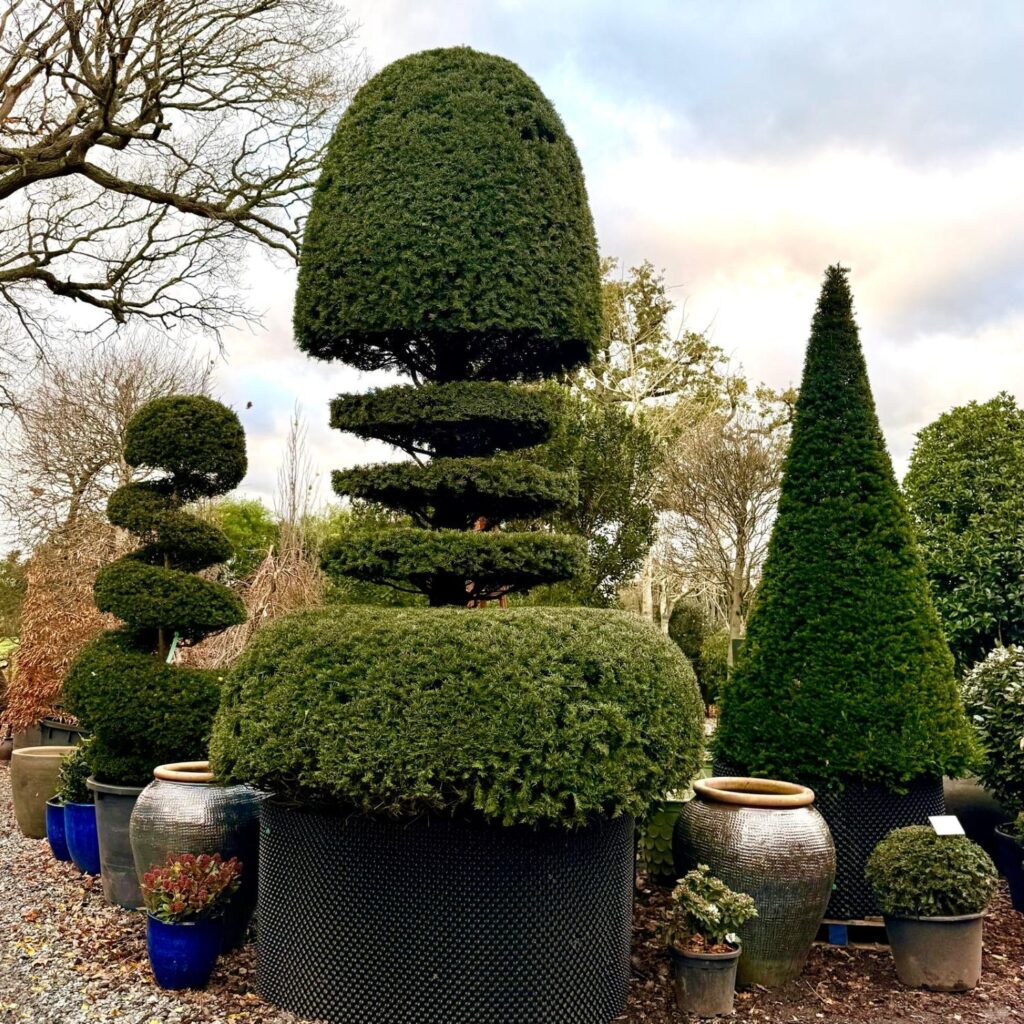 Taxus baccata - Topiary - Image 12