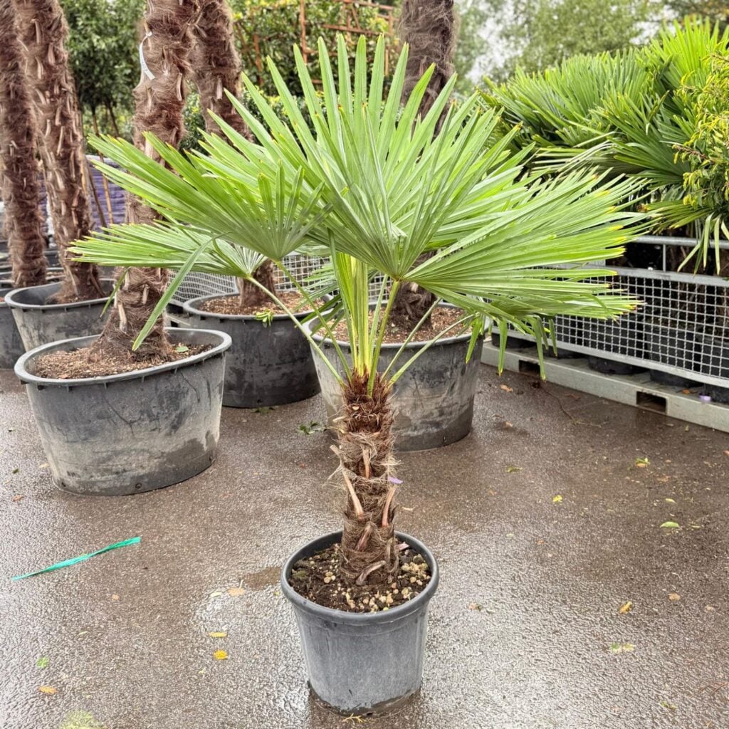 Trachycarpus fortunei - Image 8