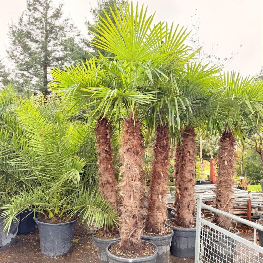 Trachycarpus fortunei - Image 13