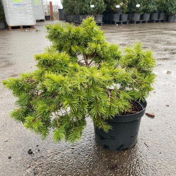 Pseudotsuga menziesii 'Fletcheri' (LIC1)