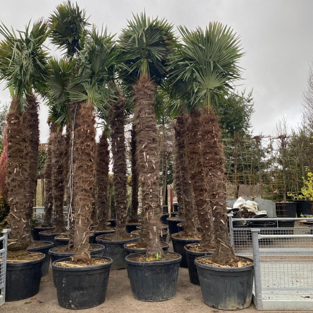 Trachycarpus fortunei - Image 14
