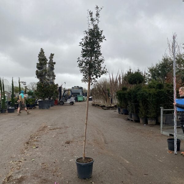 Quercus suber - Standards 'CAV1)