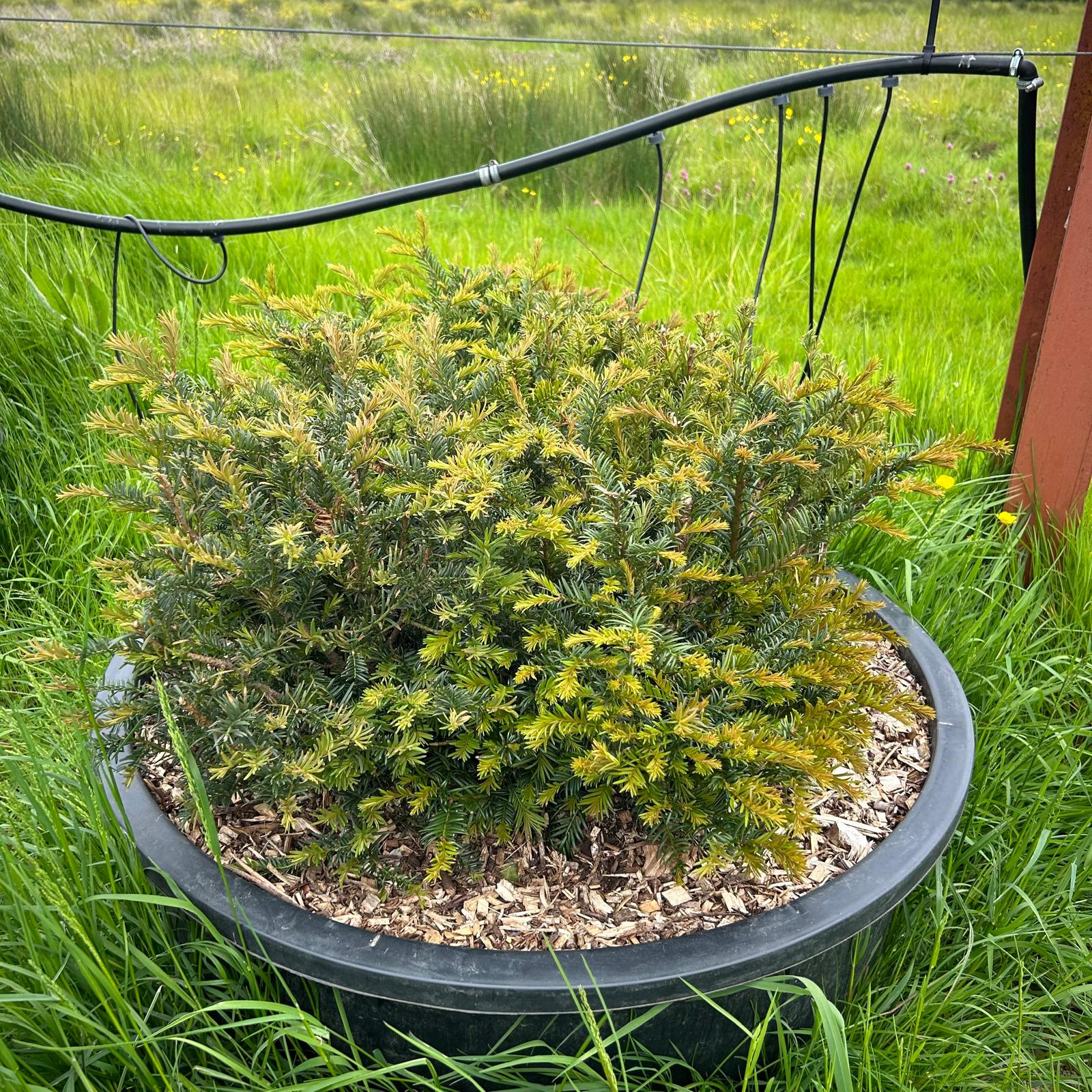 Taxus baccata - Pillows - Image 4