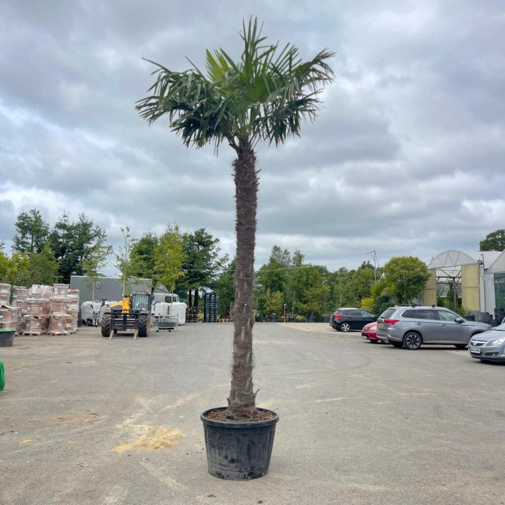 Trachycarpus fortunei - Image 9