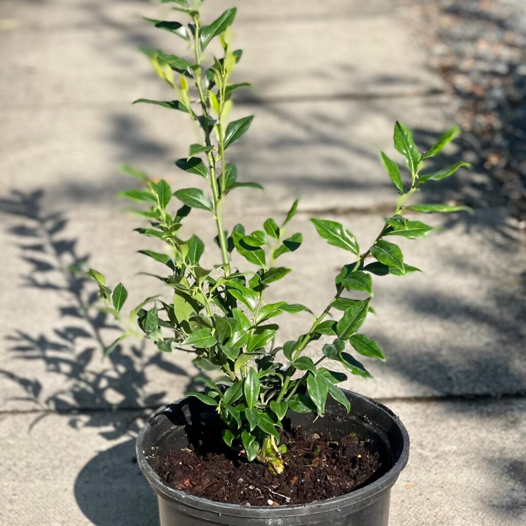 Sarcococca confusa - Image 3