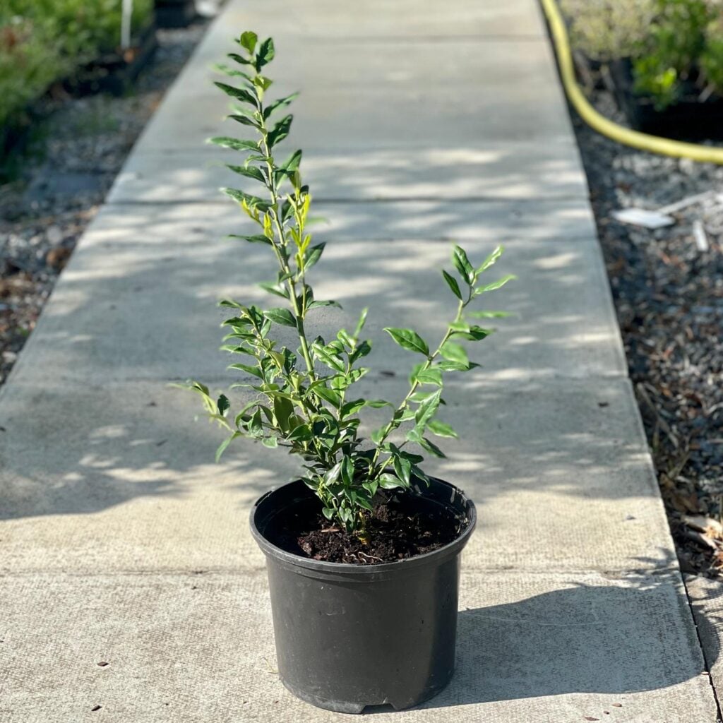 Sarcococca confusa