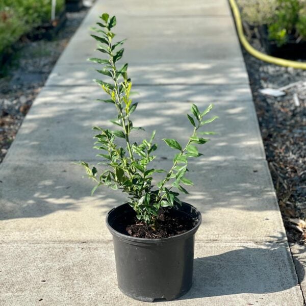 Sarcococca confusa  (NW1)