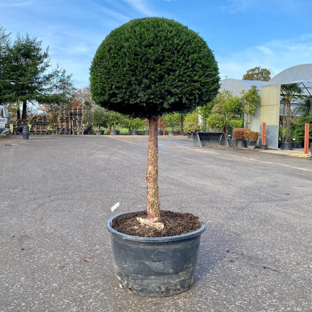 Taxus baccata - Standards - Image 6