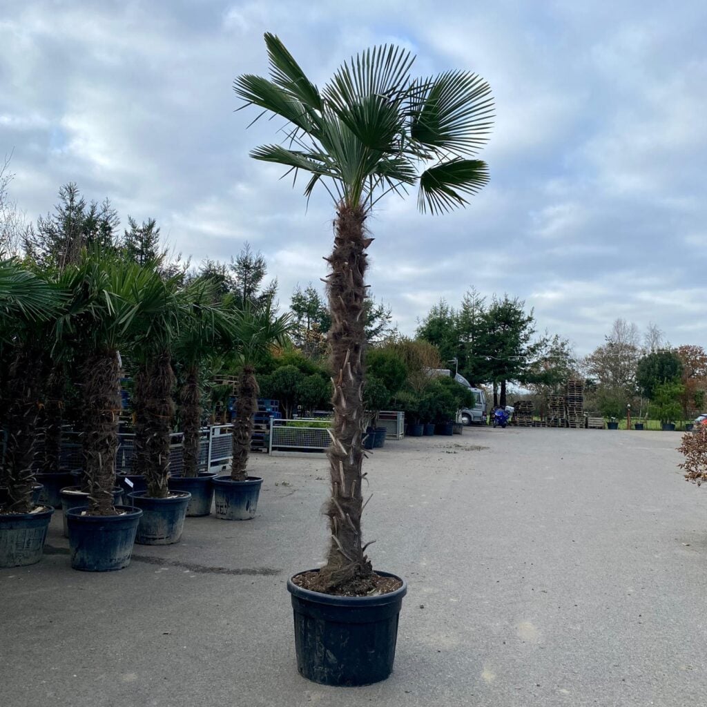 Trachycarpus fortunei - Image 11
