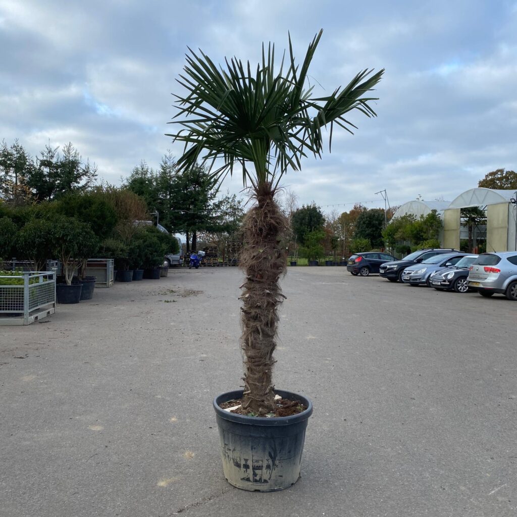 Trachycarpus fortunei - Image 10