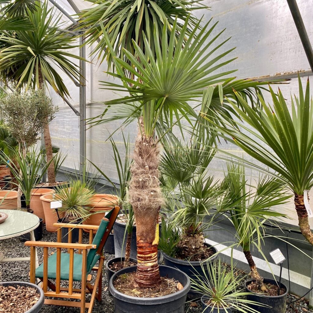 Trachycarpus fortunei - Image 12