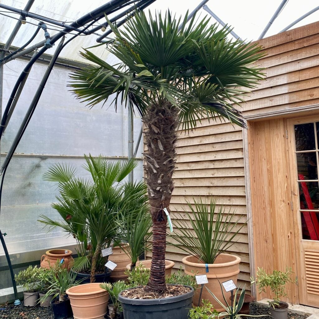 Trachycarpus fortunei - Image 4
