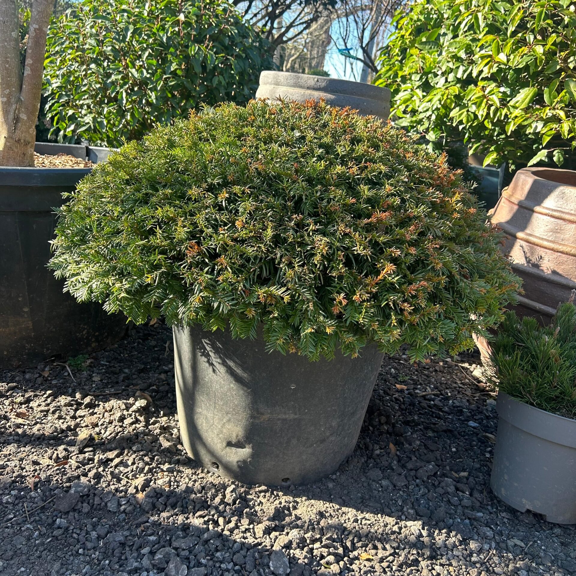 Taxus baccata - Pillows - Image 5