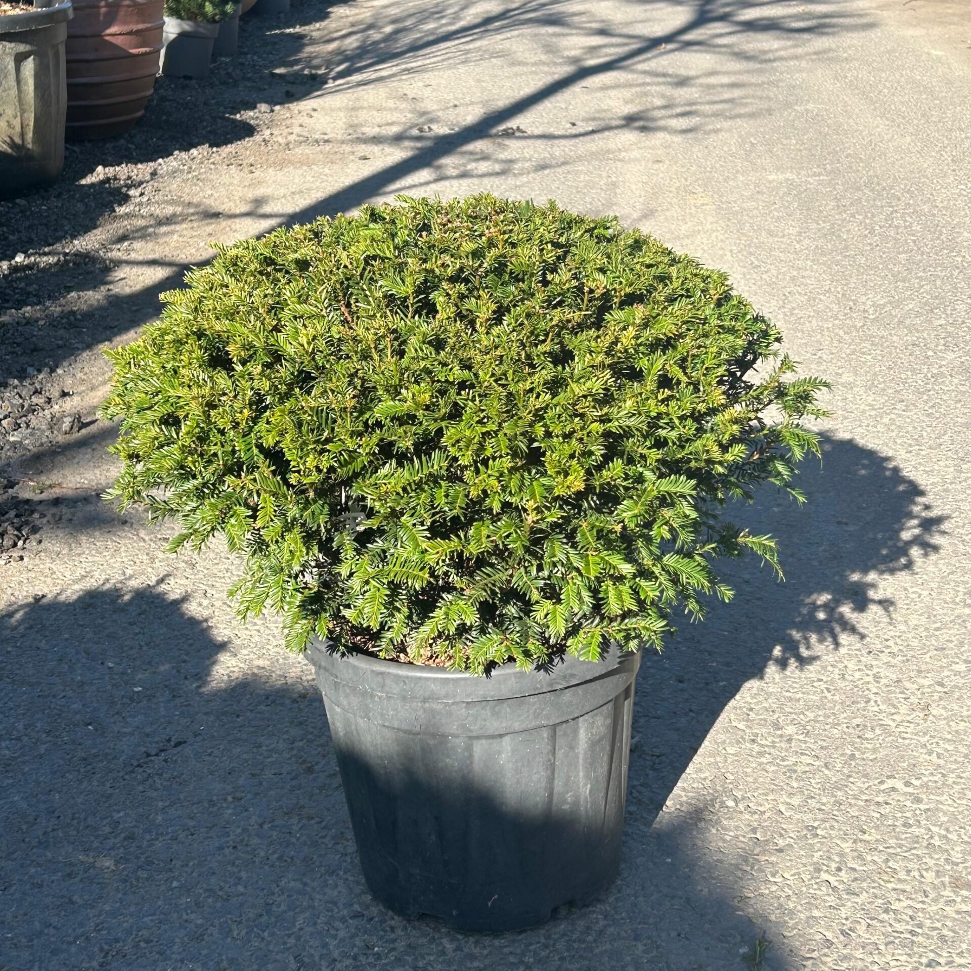 Taxus baccata - Pillows - Image 6