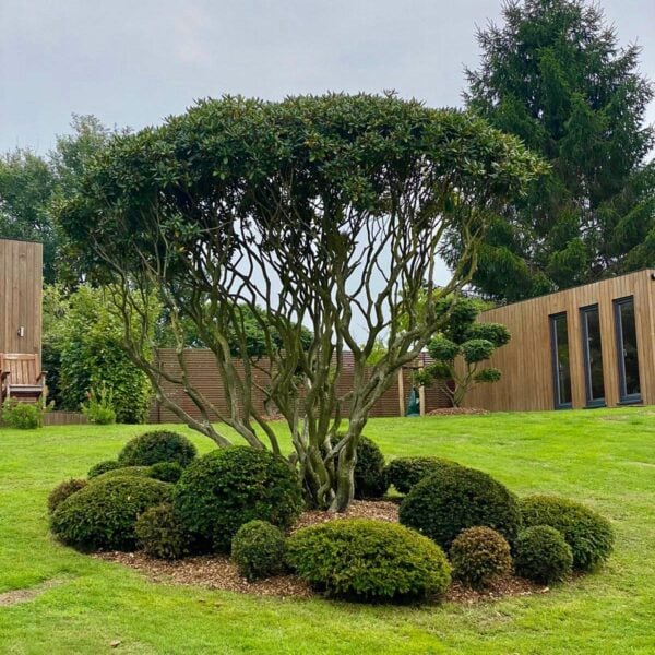 Rhododendron 'Cunningham's White'  (V1,  G1, EV1)