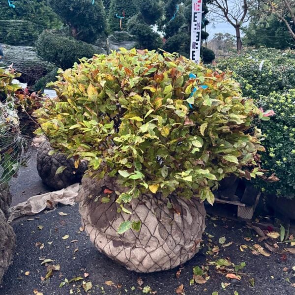 Carpinus betulus - Domes (ME1)