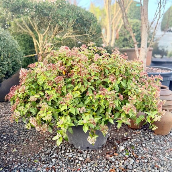 Viburnum tinus - Balls (NW1, V1)