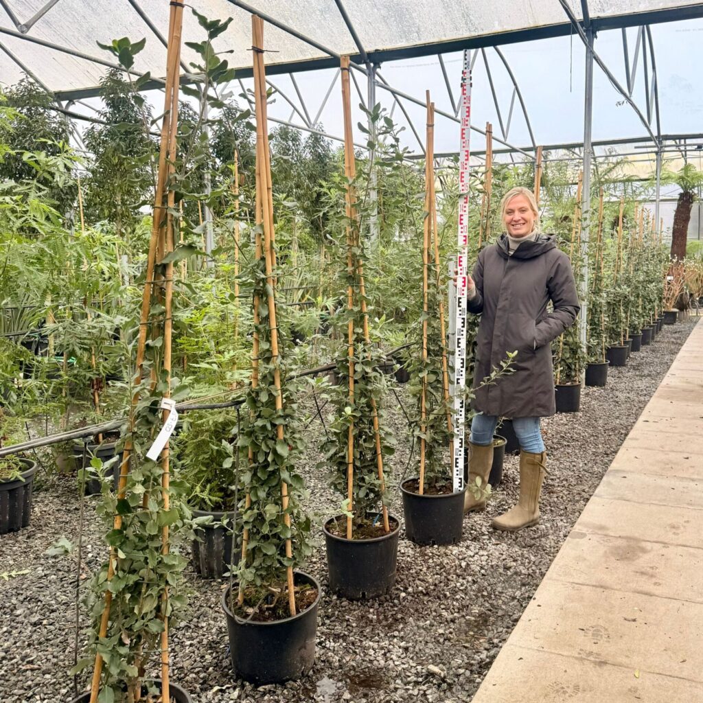 Garrya elliptica