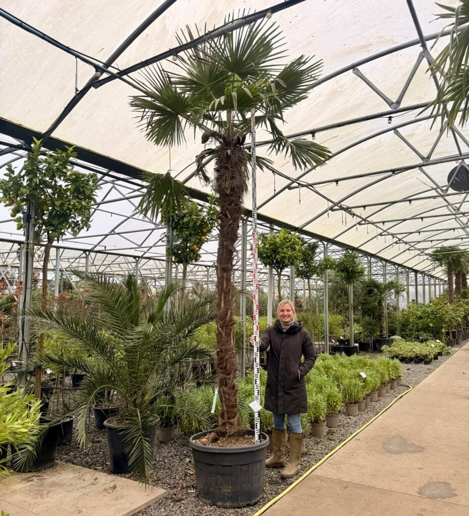 Trachycarpus fortunei - Image 5