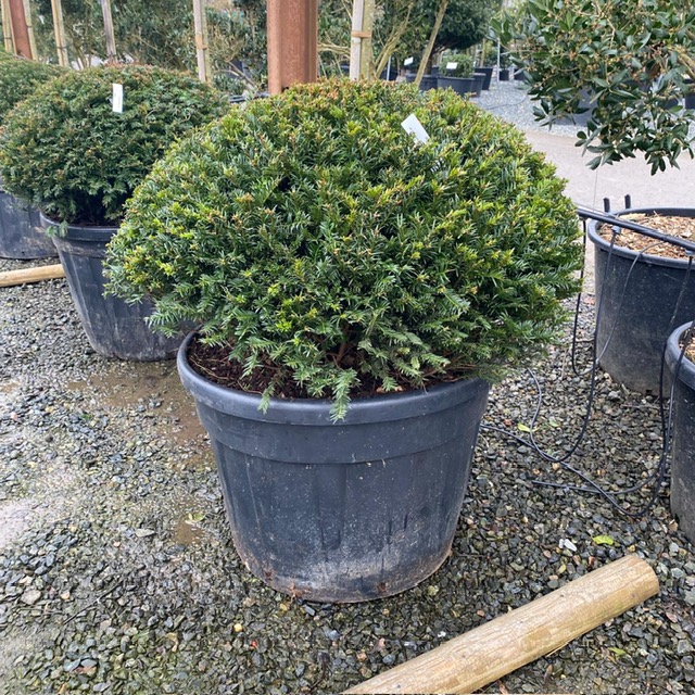 Taxus baccata - Pillows - Image 2