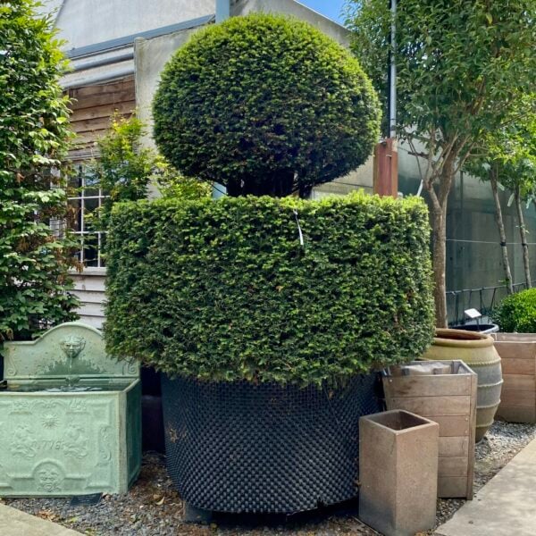 Taxus baccata - Topiary  (P2, TH1, N1, V1, BR1, ME1)