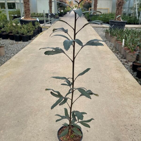 Pseudopanax lessonii 'Moa's Toes'  (P1)