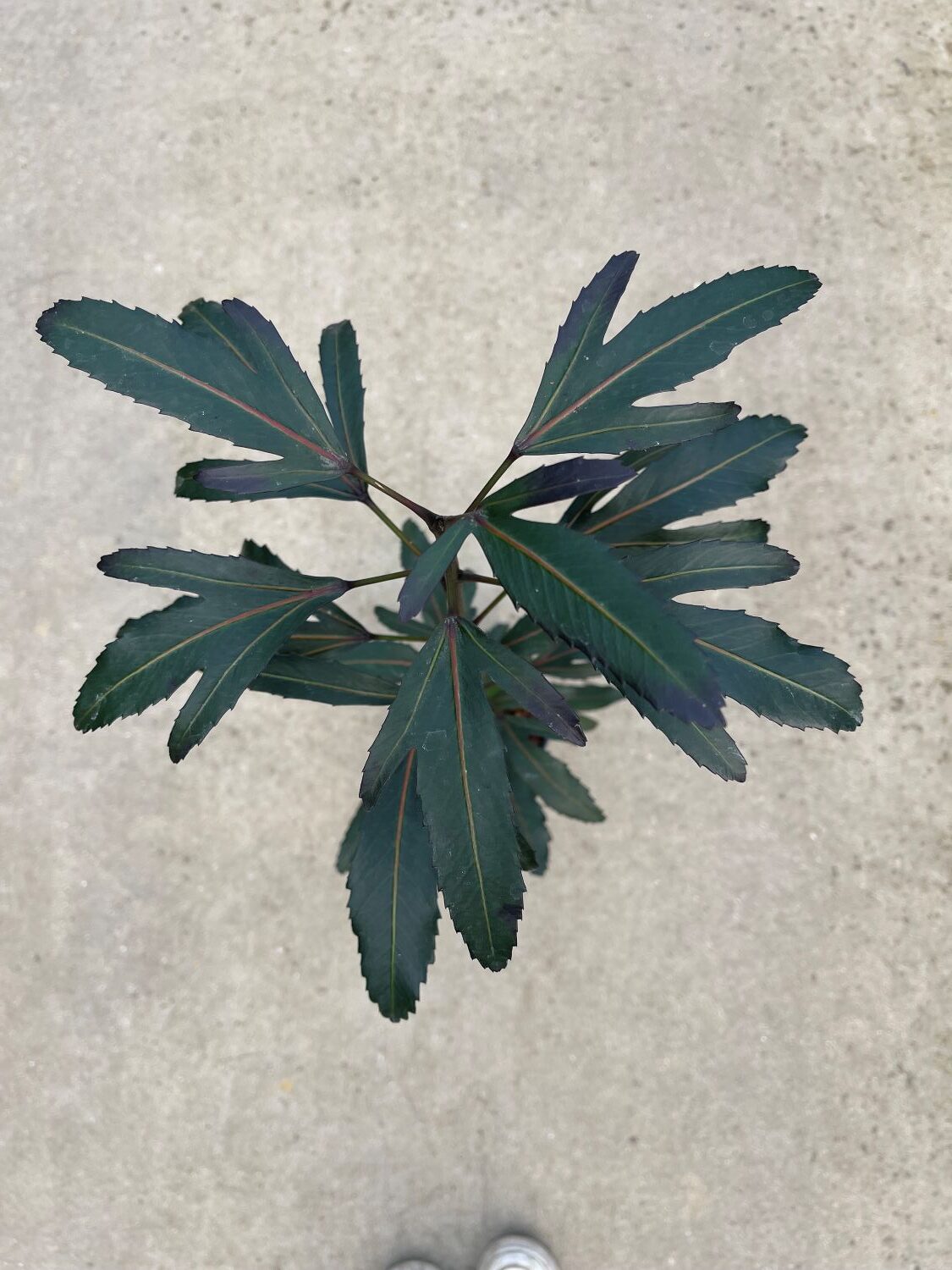 Pseudopanax lessonii 'Moa's Toes' - Image 2