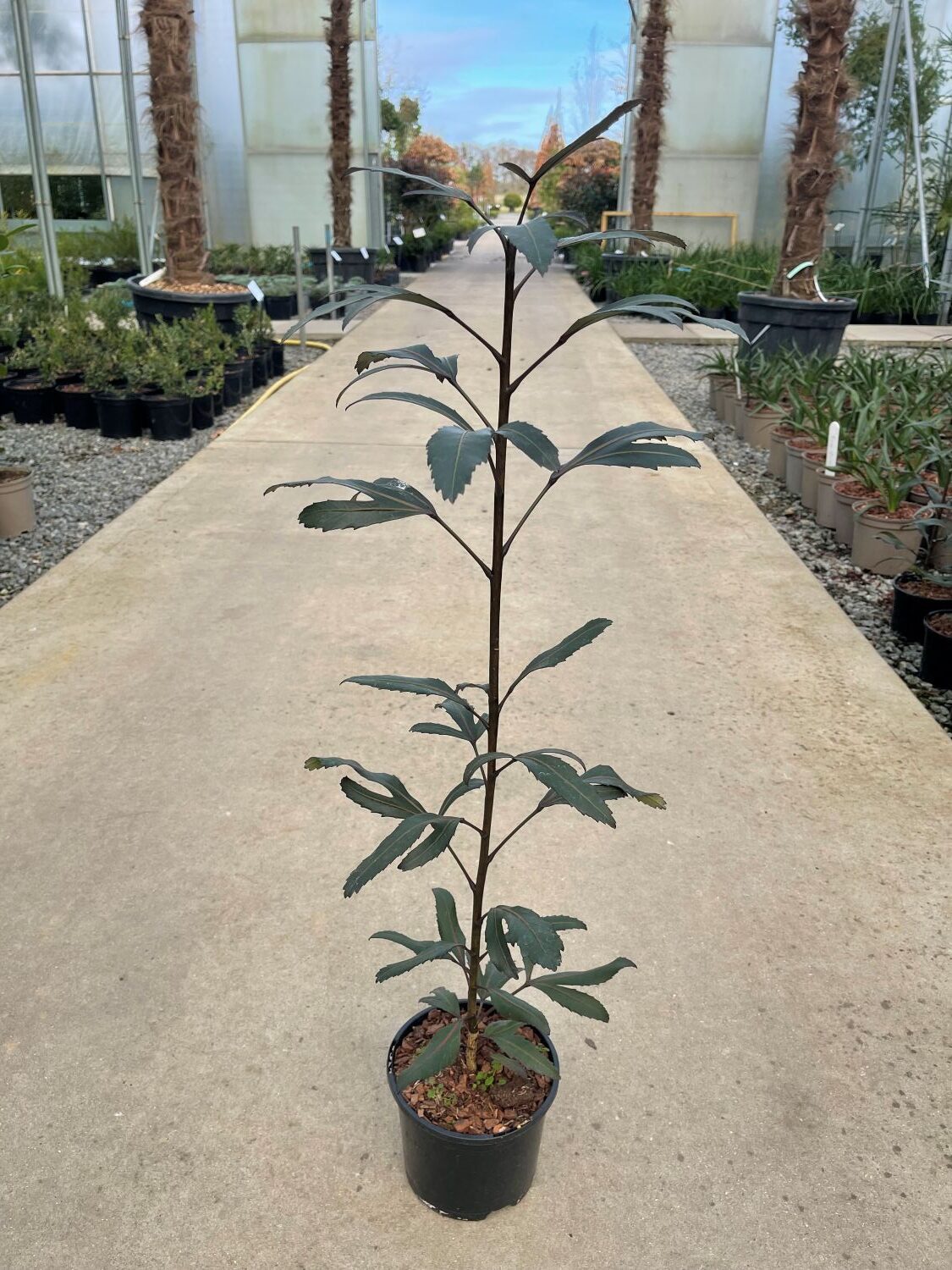 Pseudopanax lessonii 'Moa's Toes'