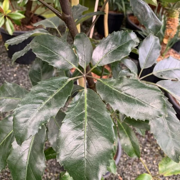 Pseudopanax crassifolius  (P1)