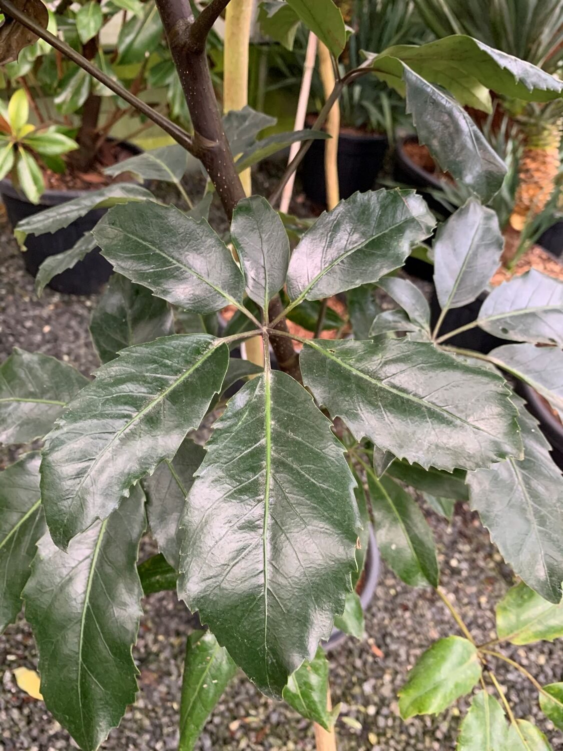 Pseudopanax crassifolius