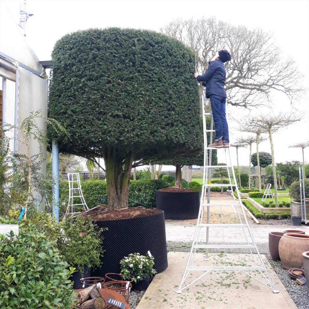 Taxus baccata - Topiary - Image 11