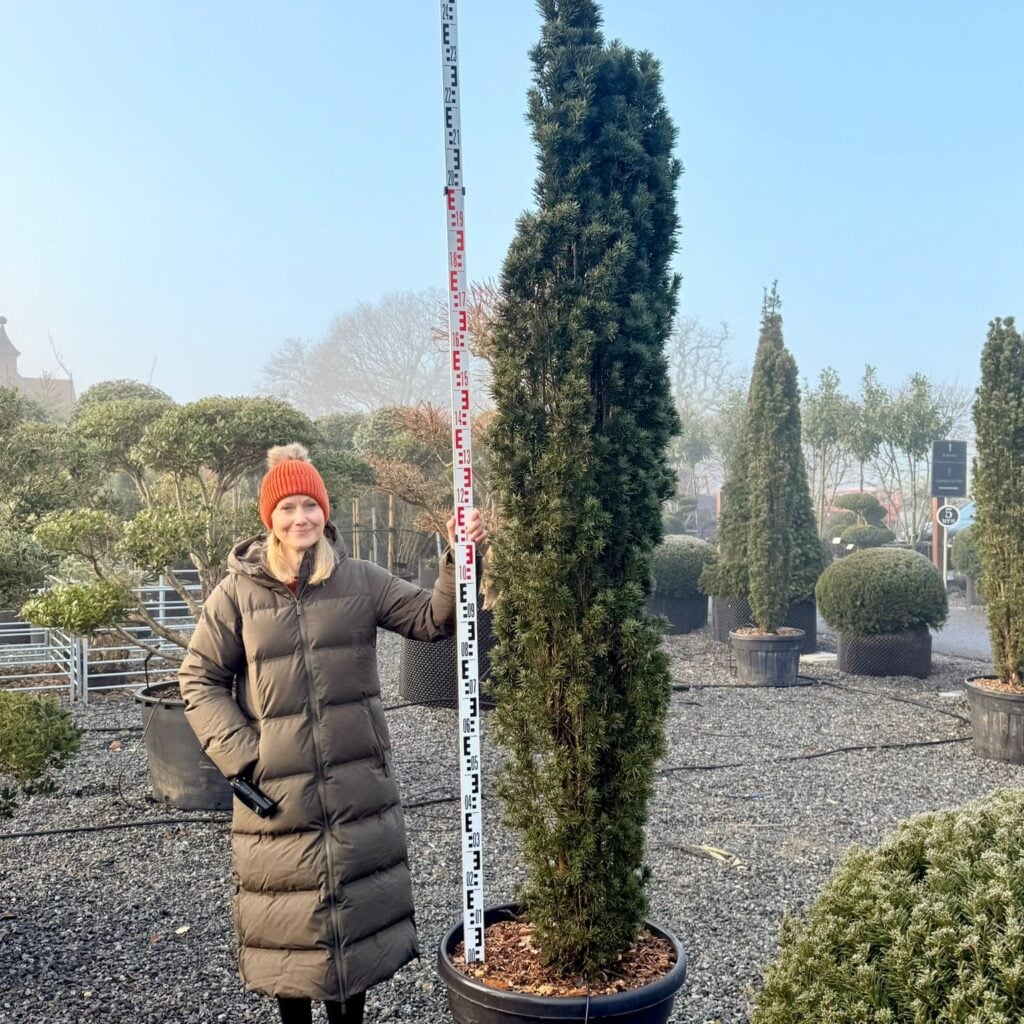 Taxus baccata 'Fastigiata robusta' - Hedging - Image 2