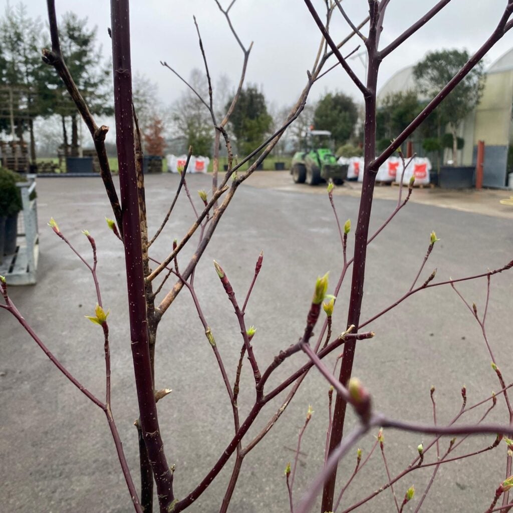 Cornus controversa - Multi Stems