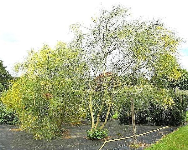 Genista aetnensis (HG)