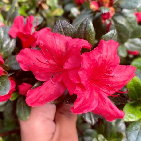 Azalea japonica 'Johanna' (P2)