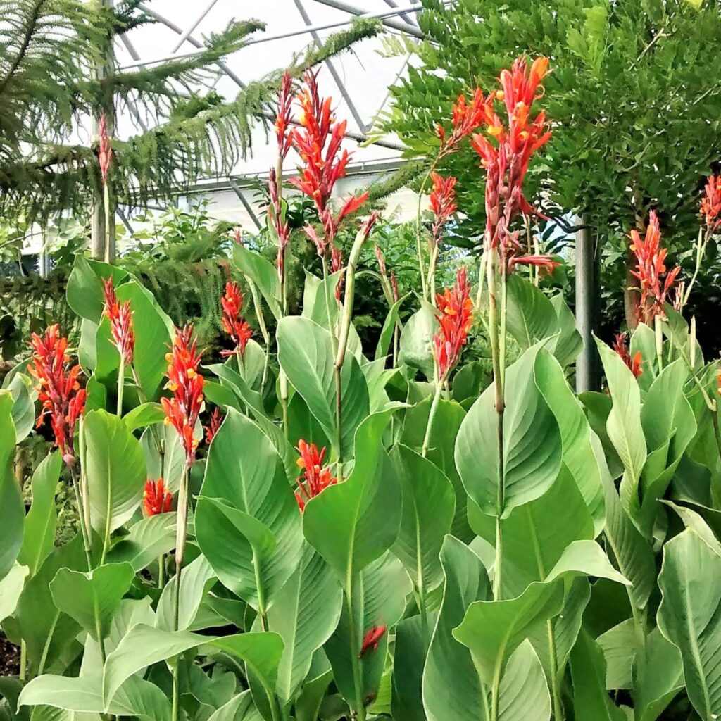 Canna coccinea - Image 2