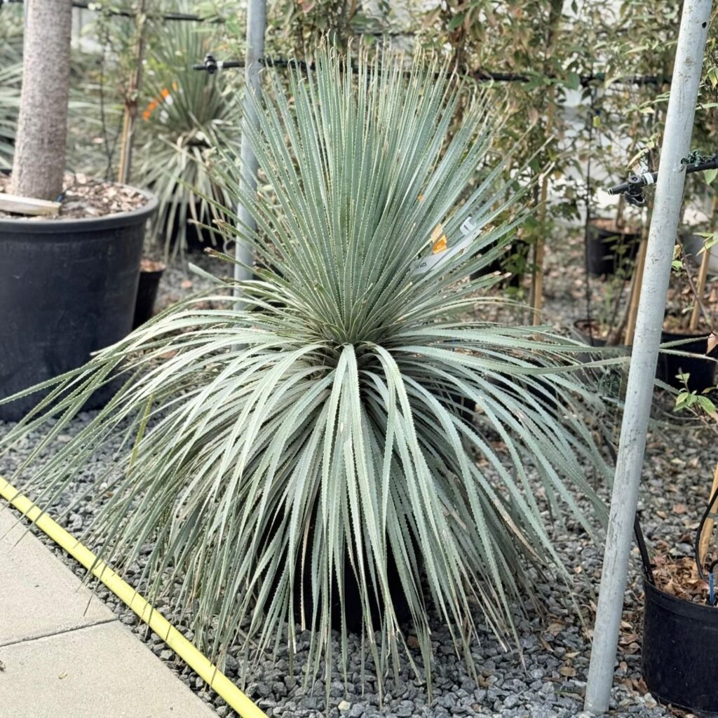 Dasylirion parryanum