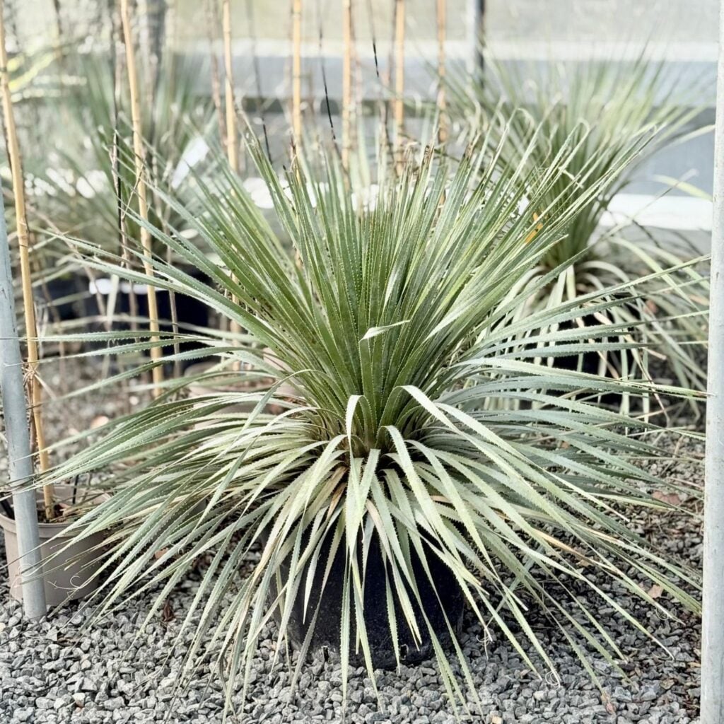 Dasylirion wheeleri