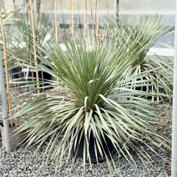 Dasylirion wheeleri (P2)