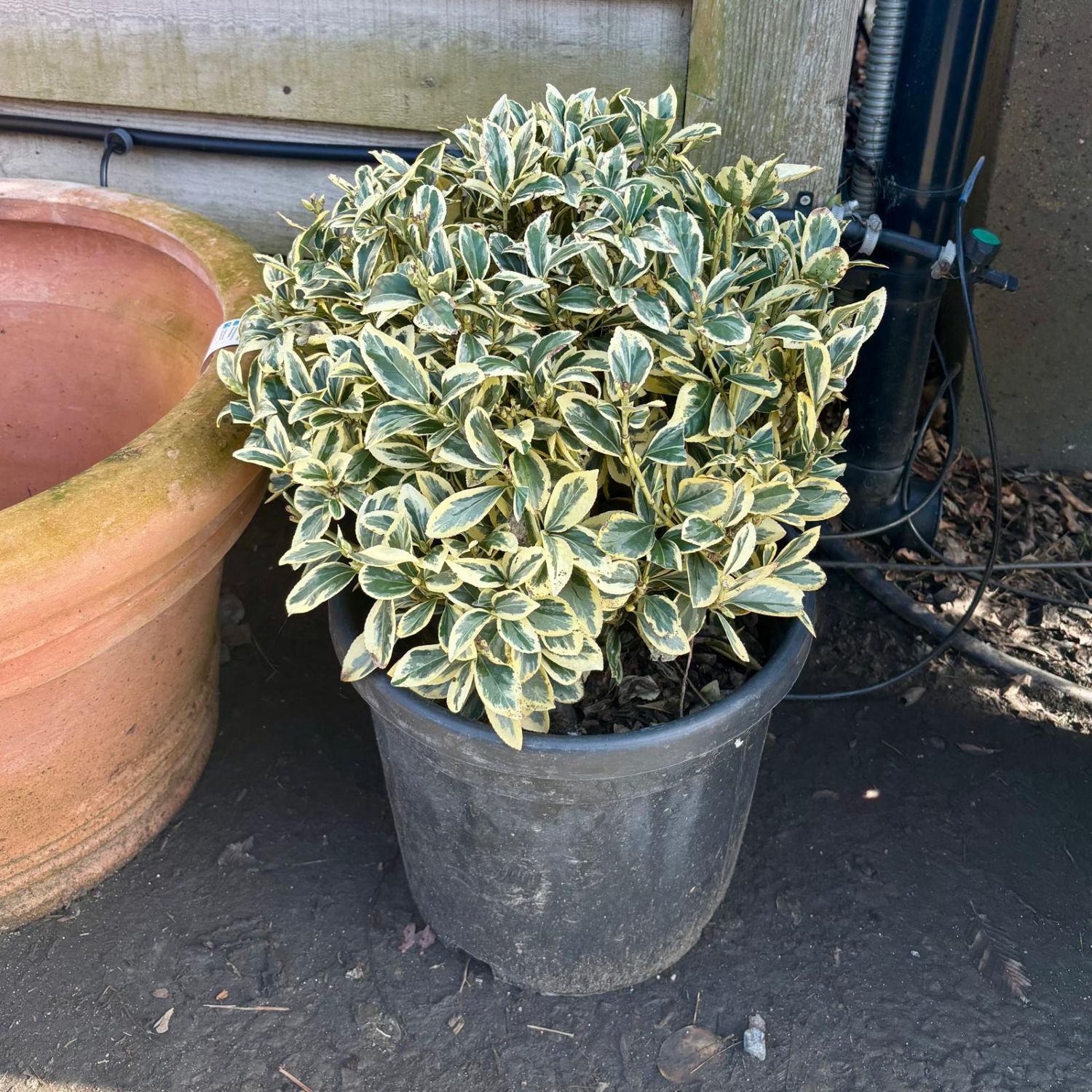 Euonymus japonicus 'Bravo' - Balls