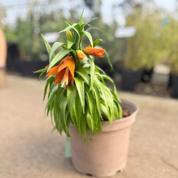 Fritillaria imperialis 'Aurora' (HGUK)