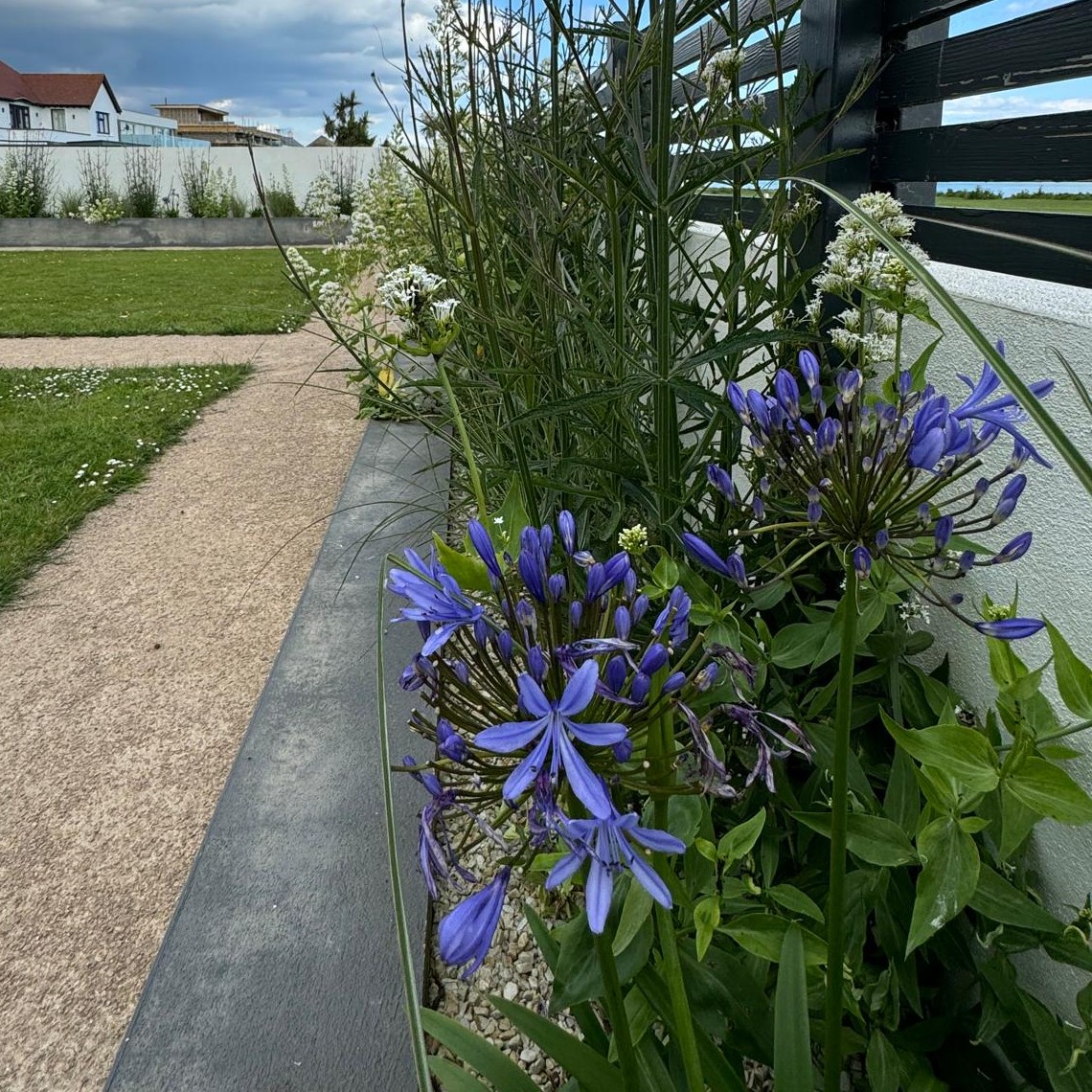 Agapanthus africanus Blue - Image 6