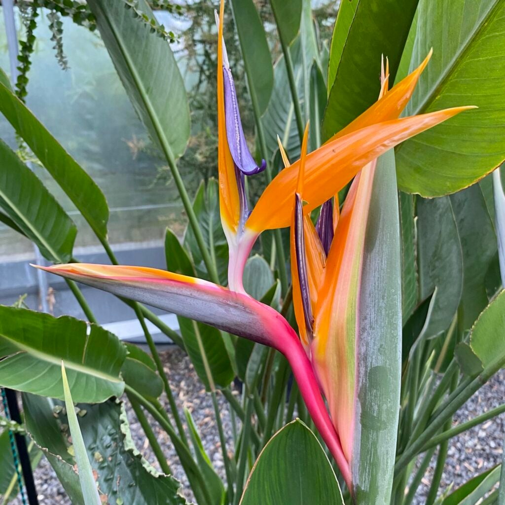 Strelitzia reginae - Image 3