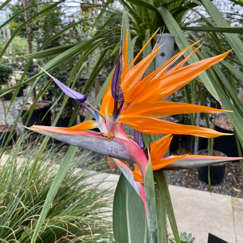 Strelitzia reginae - Image 4