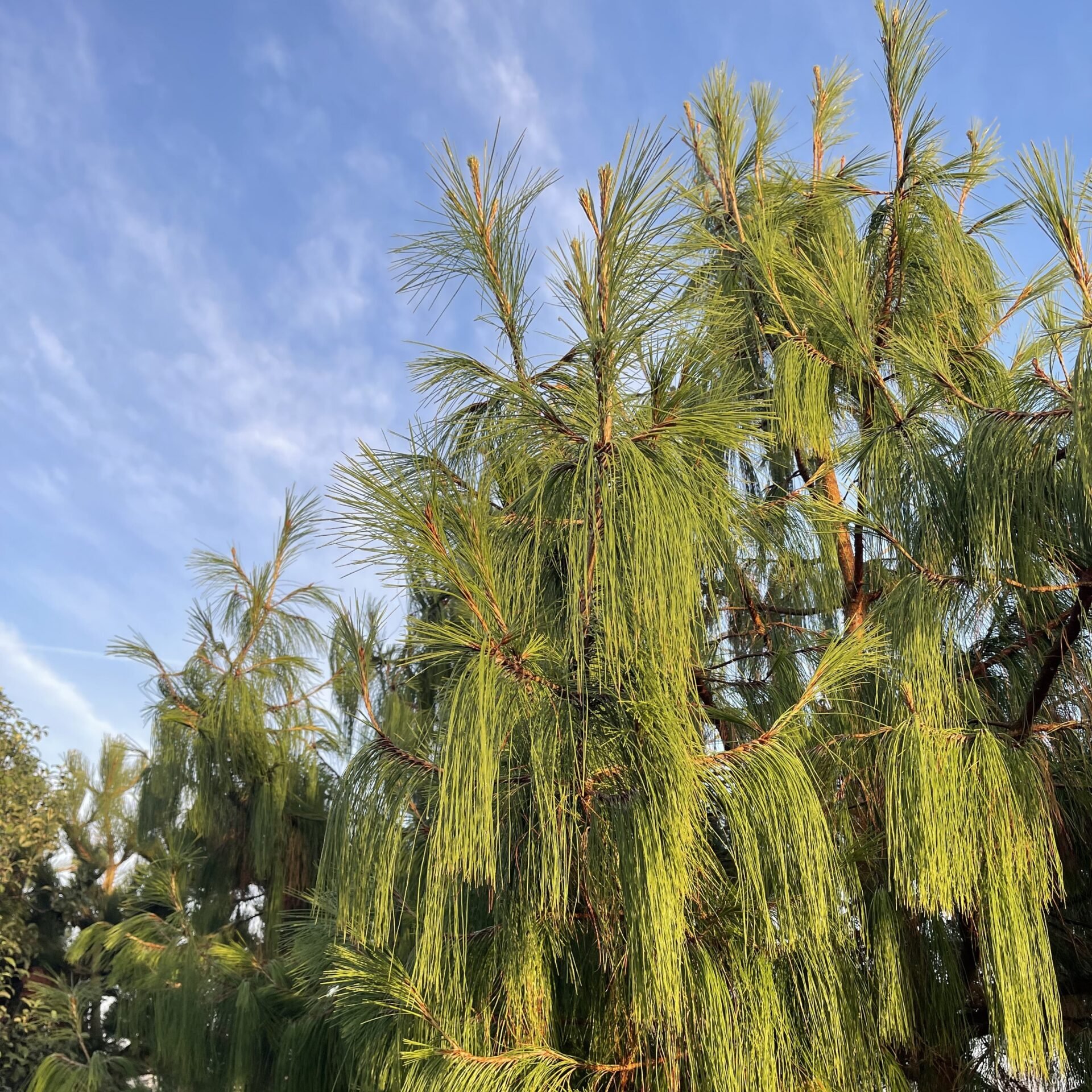 Pinus patula - Image 7