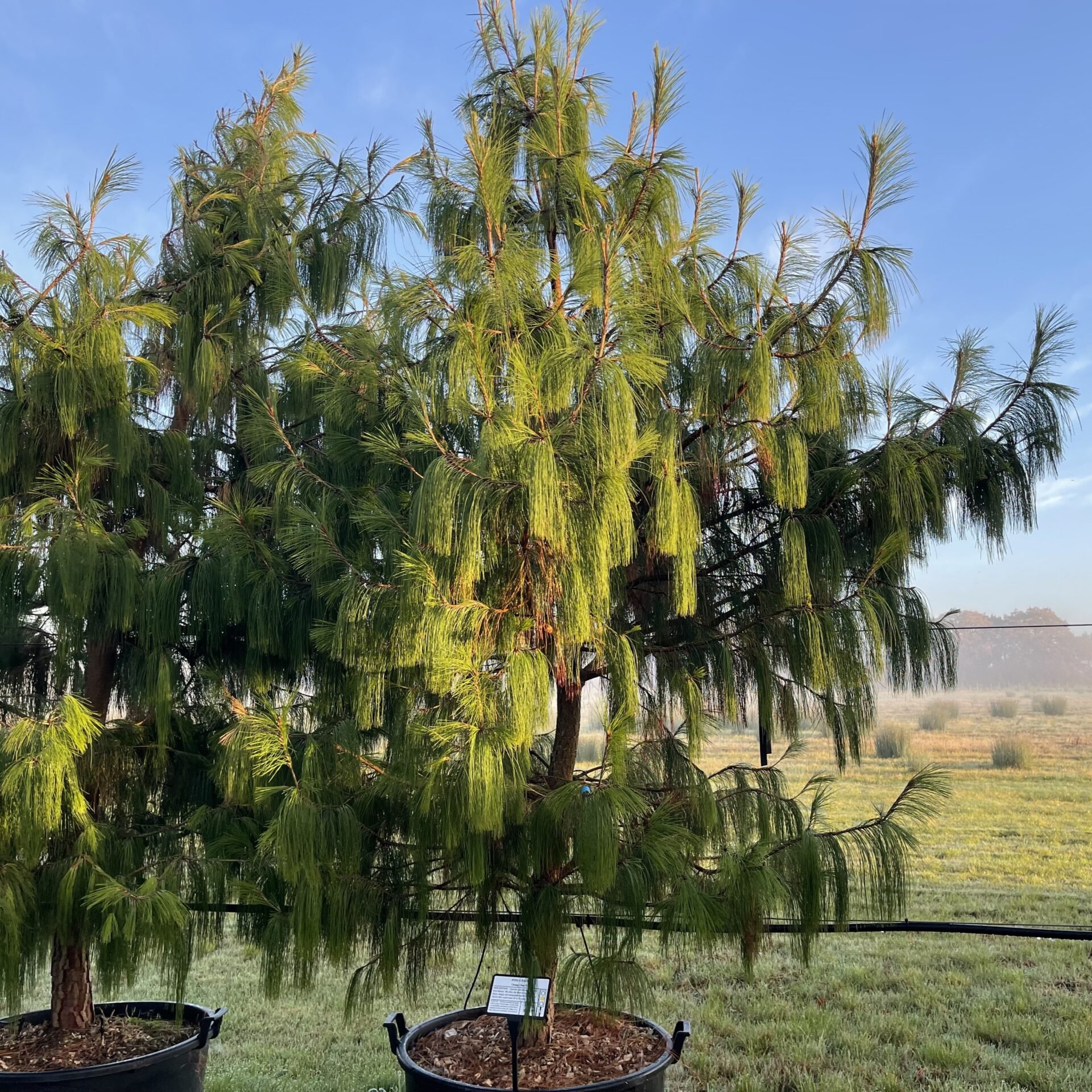 Pinus patula - Image 5