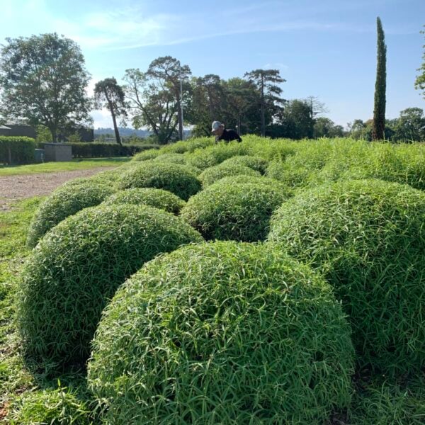 Hebe parviflora angustifolia (HG, JS)