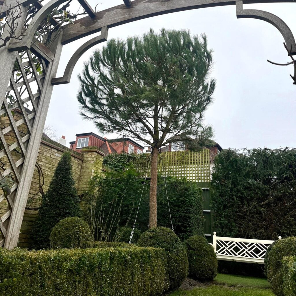 Pinus pinea - Standards - Image 9