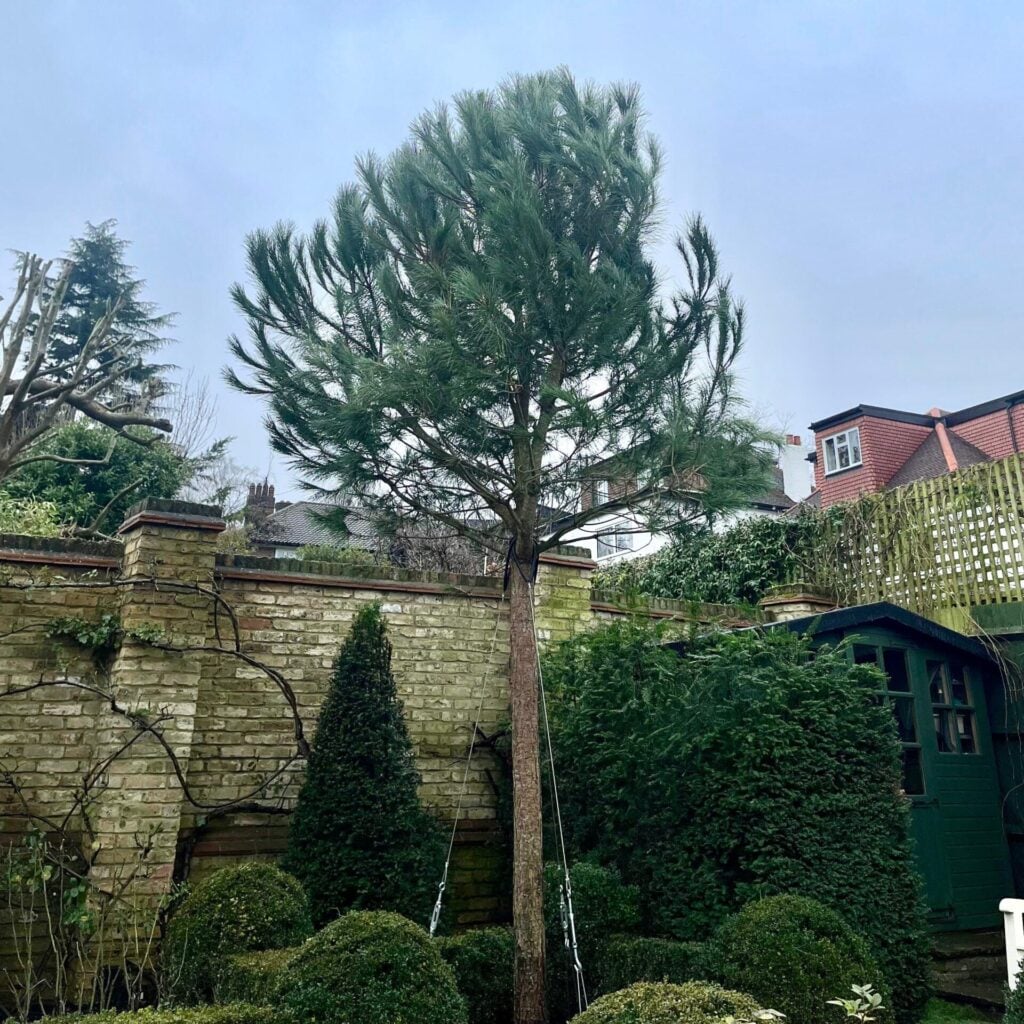 Pinus pinea - Standards - Image 8