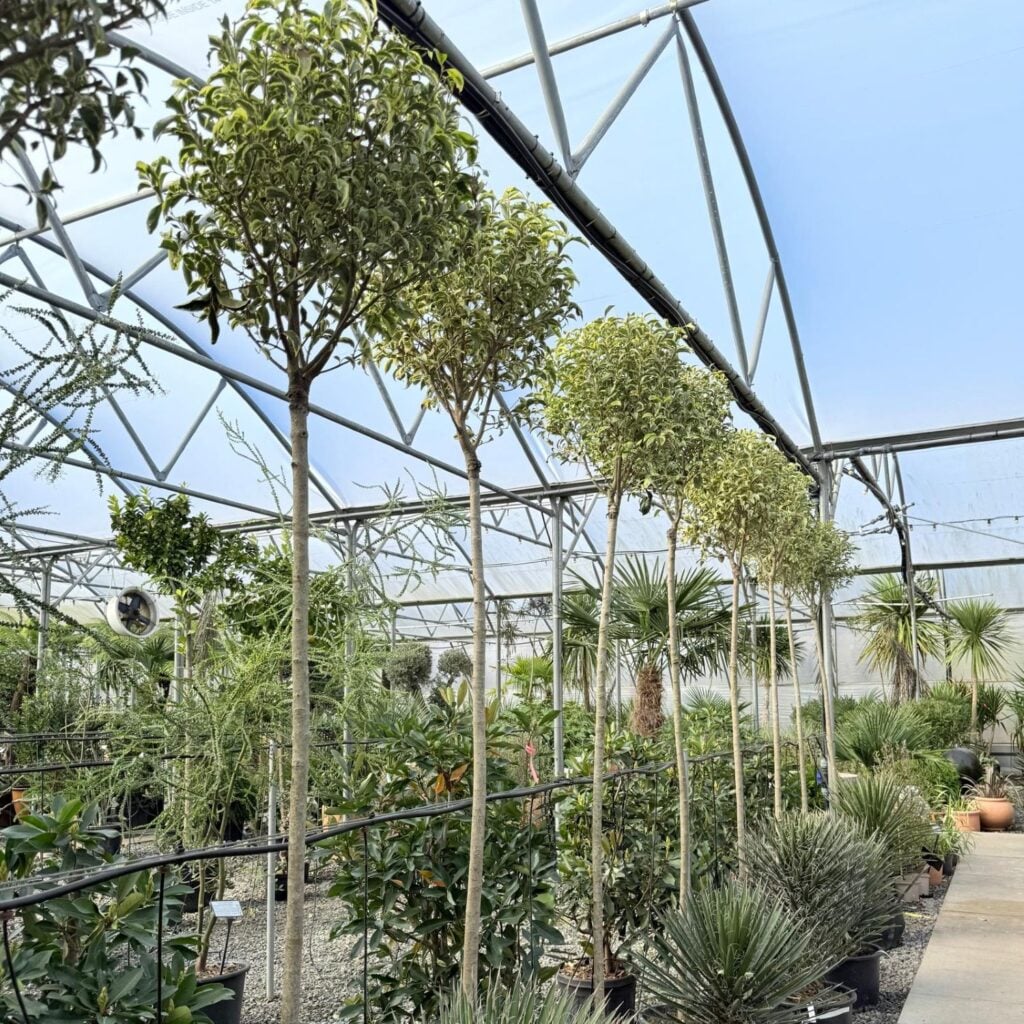 Ligustrum lucidum 'Excelsum Superbum' - Standards
